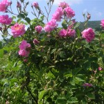 Random image: Казанлъшка маслодайна роза - Rosa damascena-храст