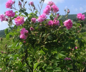 Казанлъшка маслодайна роза - Rosa damascena-храст
