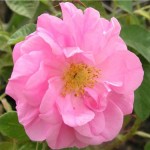 Казанлъшка маслодайна роза - Rosa damascena-цвят