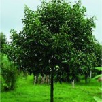 Индийско орехче - Myristica fragrans - дърво