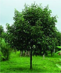 Индийско орехче - Myristica fragrans - дърво