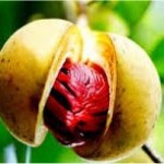 Индийско орехче - Myristica fragrans- плод