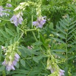 Random image: Лечебен жаблек  - Galega officinalis L. - билка