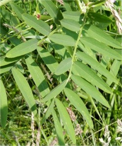 Лечебен жаблек  - Galega officinalis L.- лист