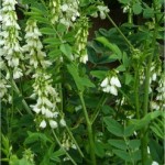 Random image: Лечебен жаблек  - Galega officinalis L. - стебло