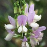 Random image: Лечебен жаблек  - Galega officinalis L.- цвят