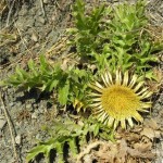 Random image: Решетка - Carlina acanthifolia - стебло