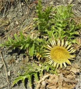 Решетка - Carlina acanthifolia - стебло