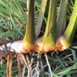 Блатен аир – Acorus calamus L - корен