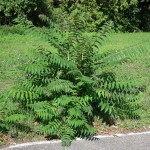 Айлант - Ailanthus altissima - Билка