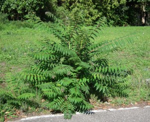 Айлант - Ailanthus altissima  - Билка