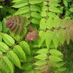 Айлант - Ailanthus altissima - Листа