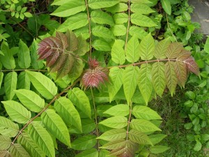 Айлант - Ailanthus altissima - Листа