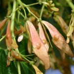 Айлант - Ailanthus altissima - Плод