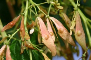 Айлант - Ailanthus altissima  - Плод