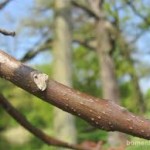 Айлант - Ailanthus altissima - Стебло