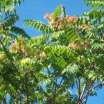 Айлант - Ailanthus altissima - Цвят