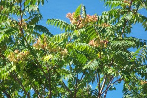 Айлант - Ailanthus altissima - Цвят