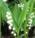 Билка - Момина сълза - Convallaria majalis