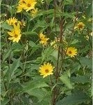 Земна ябълка - Helianthus tuberosus L. - билка