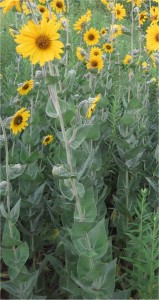 Земна ябълка - Helianthus tuberosus L. - стебло