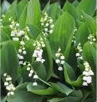 Момина сълза - Convallaria majalis - билка