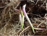 Random image: Момина сълза - Convallaria majalis - корен