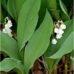 Момина сълза - Convallaria majalis - лист