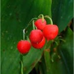 Момина сълза - Convallaria majalis - плод