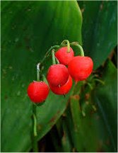 Момина сълза - Convallaria majalis - плод