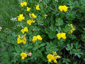 Обикновен звездан Lotus corniculatus L. - билка