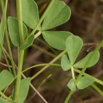 Random image: Обикновен звездан Lotus corniculatus L. -стебло