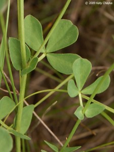 Обикновен звездан Lotus corniculatus L. -стебло