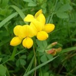 Random image: Обикновен звездан Lotus corniculatus L. - цвят