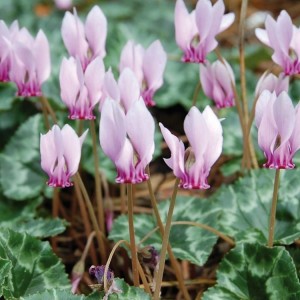 Есенно ботурче - Cyclamen hederifolium - билка