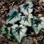 Есенно ботурче - Cyclamen hederifolium - лист