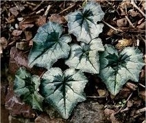 Есенно ботурче - Cyclamen hederifolium  - лист