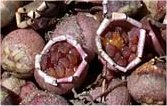 Есенно ботурче - Cyclamen hederifolium - семена