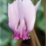 Random image: Есенно ботурче - Cyclamen hederifolium - цвят